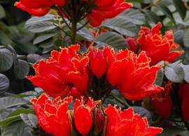 tulipan afrykański (spathodea campanulata)1
